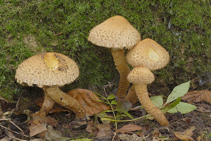 Pholiota squarrosa